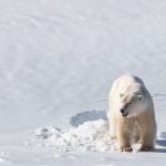 Gallery Thumbnail 10